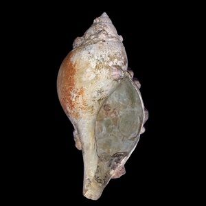 SALE!! True tulip shell with barnacle cluster